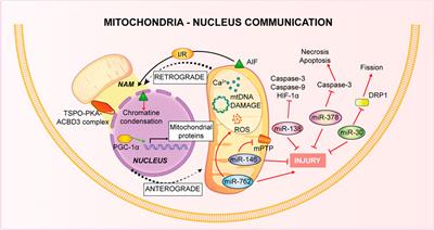 Perspectives on mitochondrial relevance in cardiac ischemia/reperfusion injury